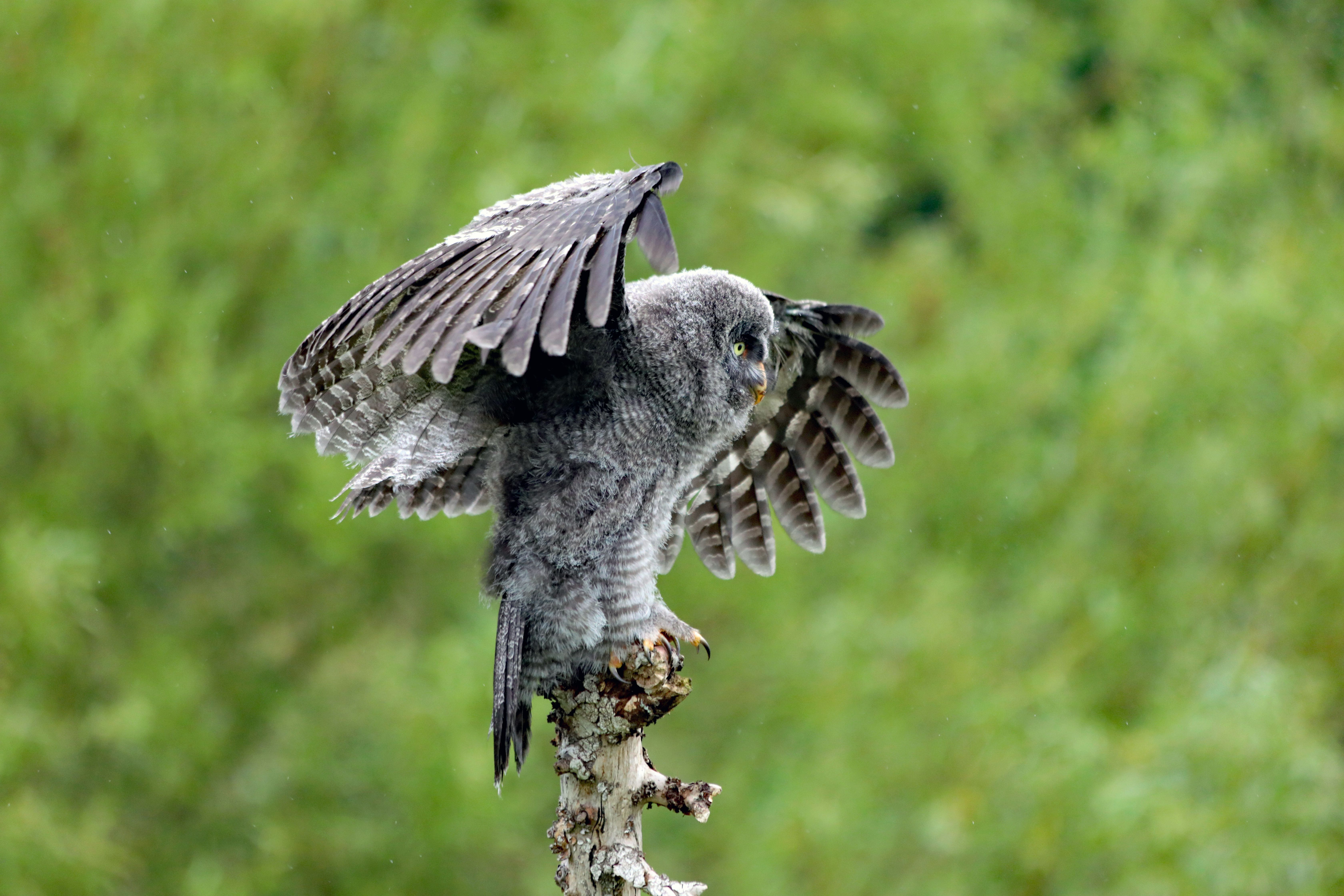 Fotomural Un majestuoso búho gris con las alas extendidas, posado en un exuberante bosque verde.