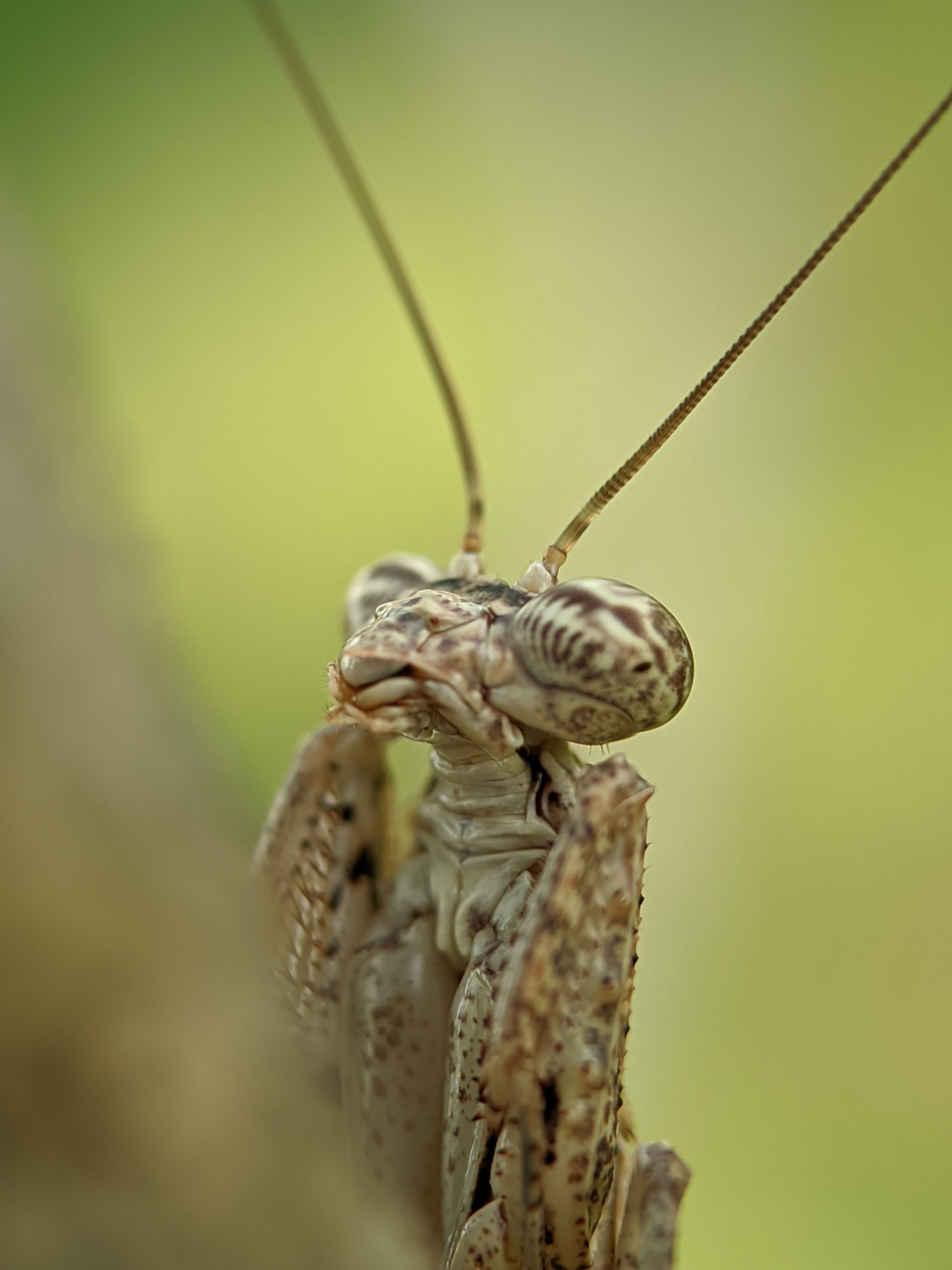 Close-Up of a Praying Mantis on a Branch · Free Stock Photo