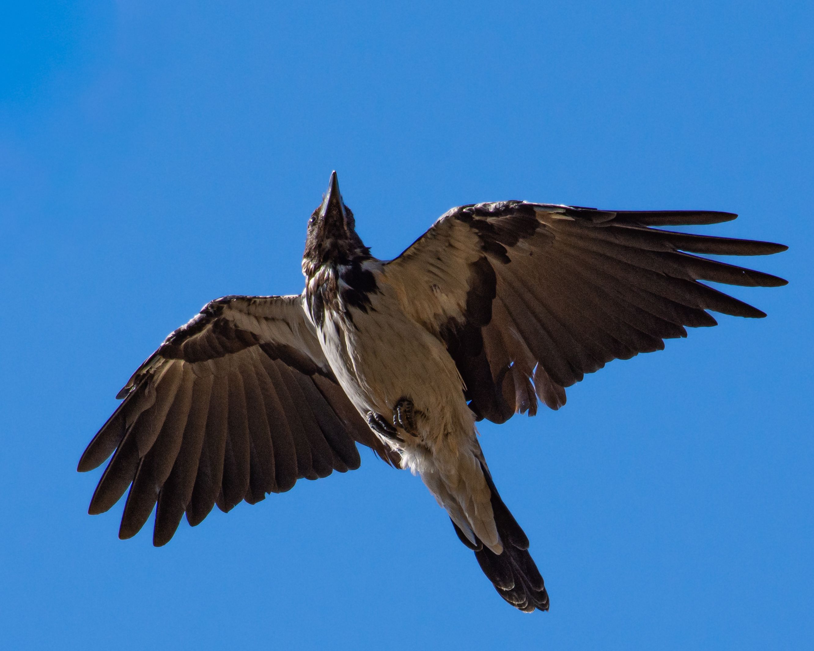 Two Hooded Crows Perching on Bare Branch · Free Stock Photo
