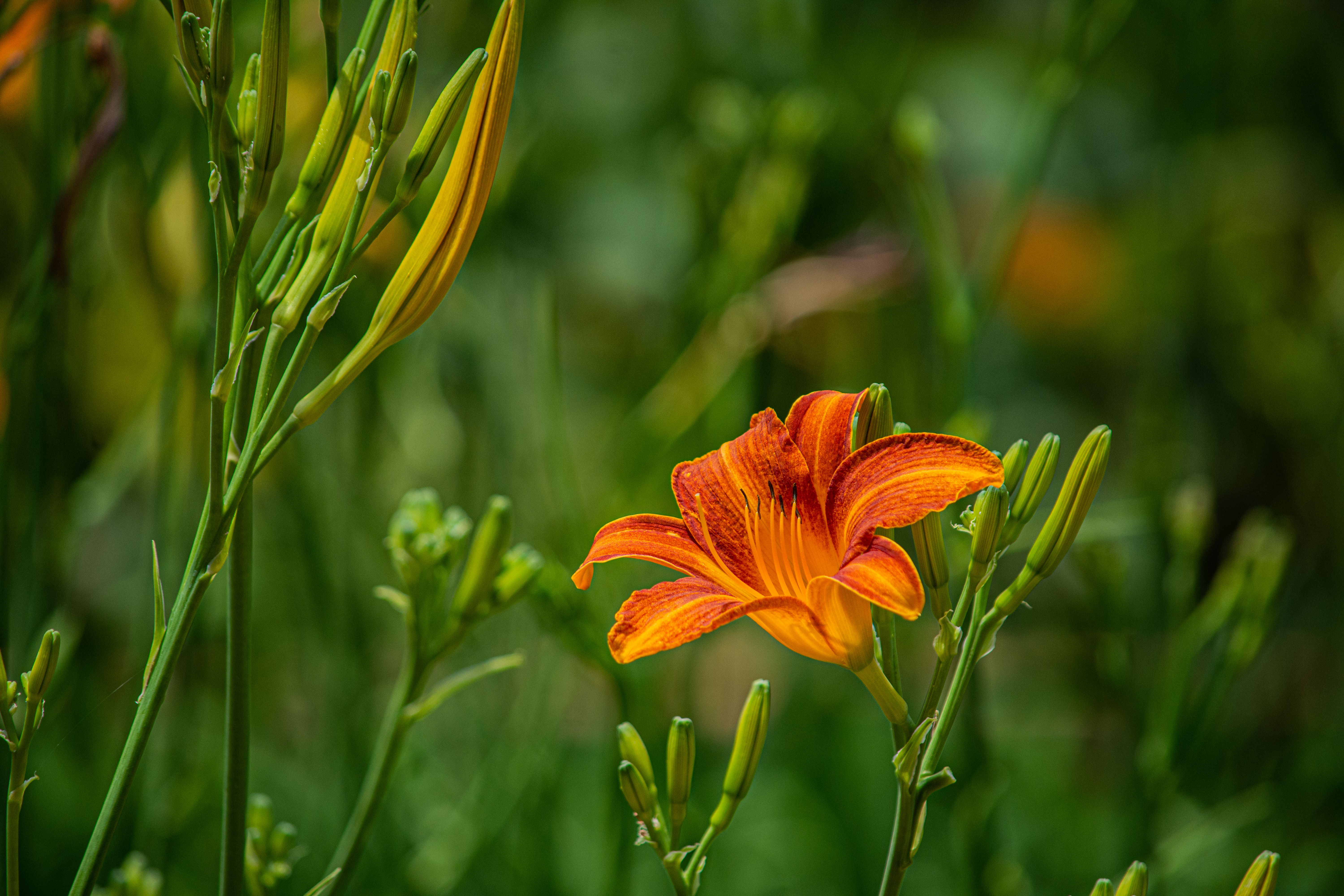 Fleurs Orange : 10 Variétés Éclatantes