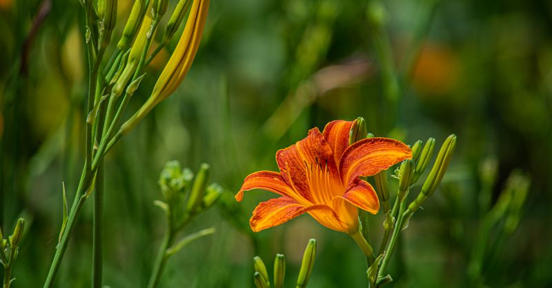 Fleurs Orange : 10 Variétés Éclatantes