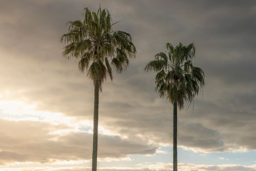 Free Two palm trees silhouetted against a cloudy sky during sunset, Porto Alegre. Stock Photo