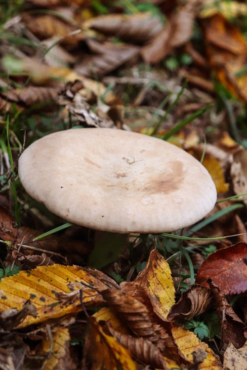 Free A single mushroom grows amid fallen autumn leaves, showcasing the beauty of nature. Stock Photo