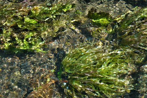 Free Close-up of rippling water surface with vibrant green algae and sunlight reflections. Stock Photo