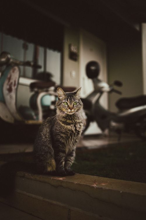 Free A tabby cat poses outdoors with scooters in the background, exuding curiosity. Stock Photo