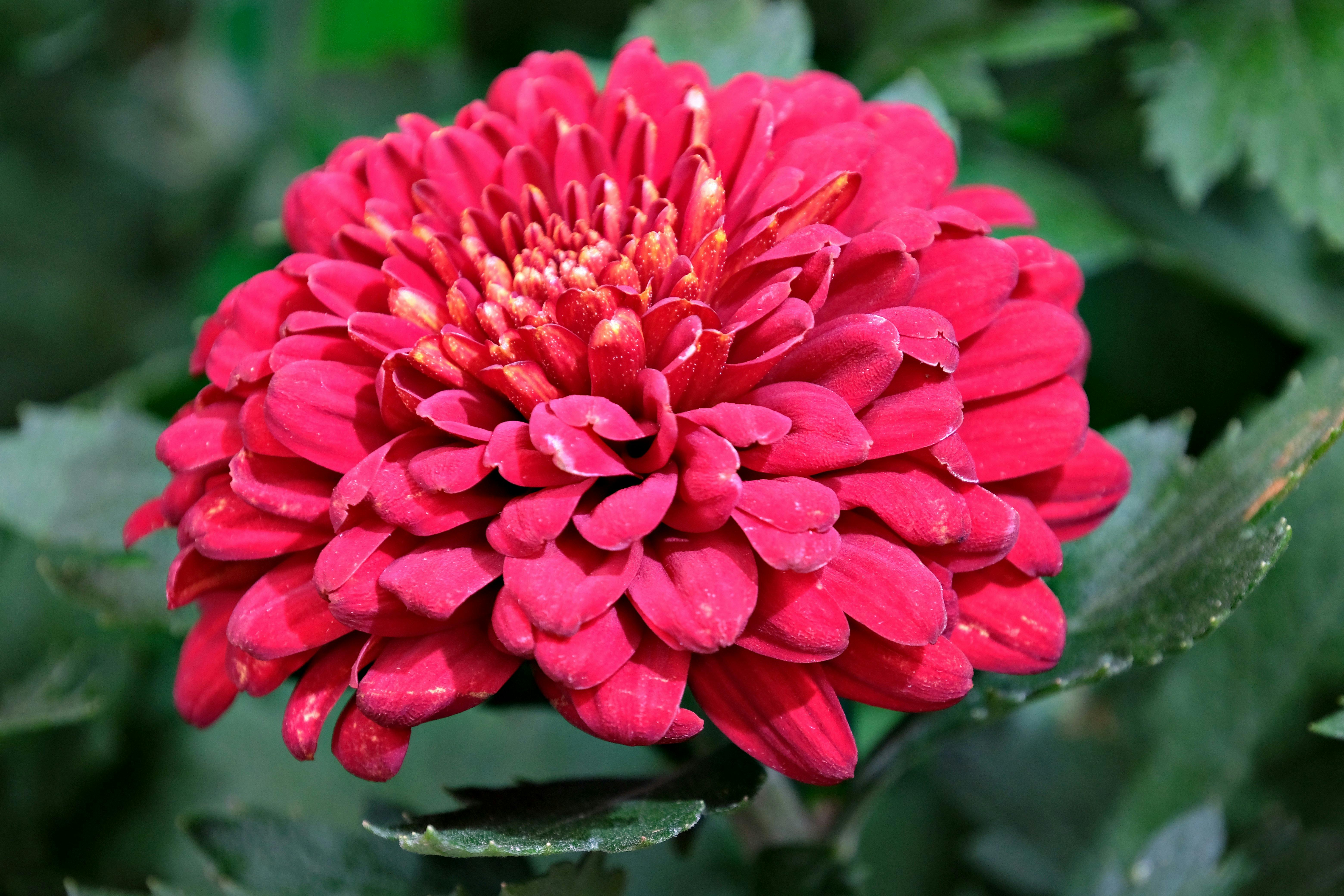 Chrysanthème : Guide Culture et Variétés 2026