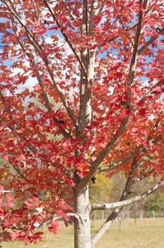 Bright red maple tree in full fall foliage under a clear blue sky.
