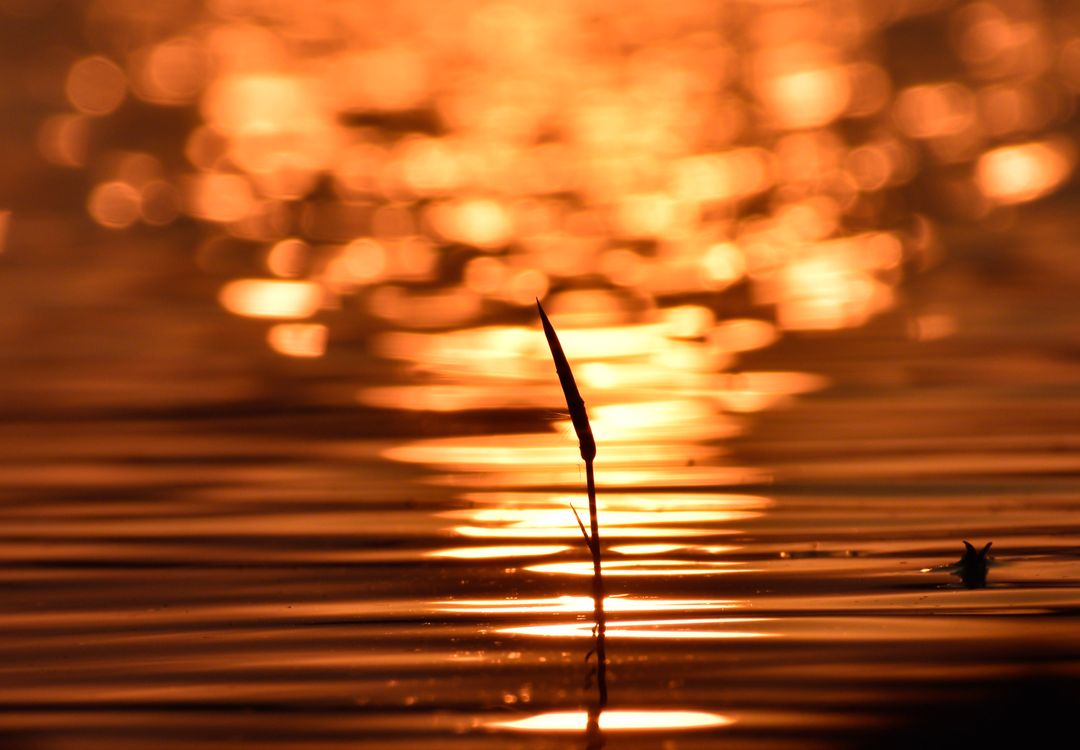 Serene Sunset Reflection on Water Surface · Free Stock Photo