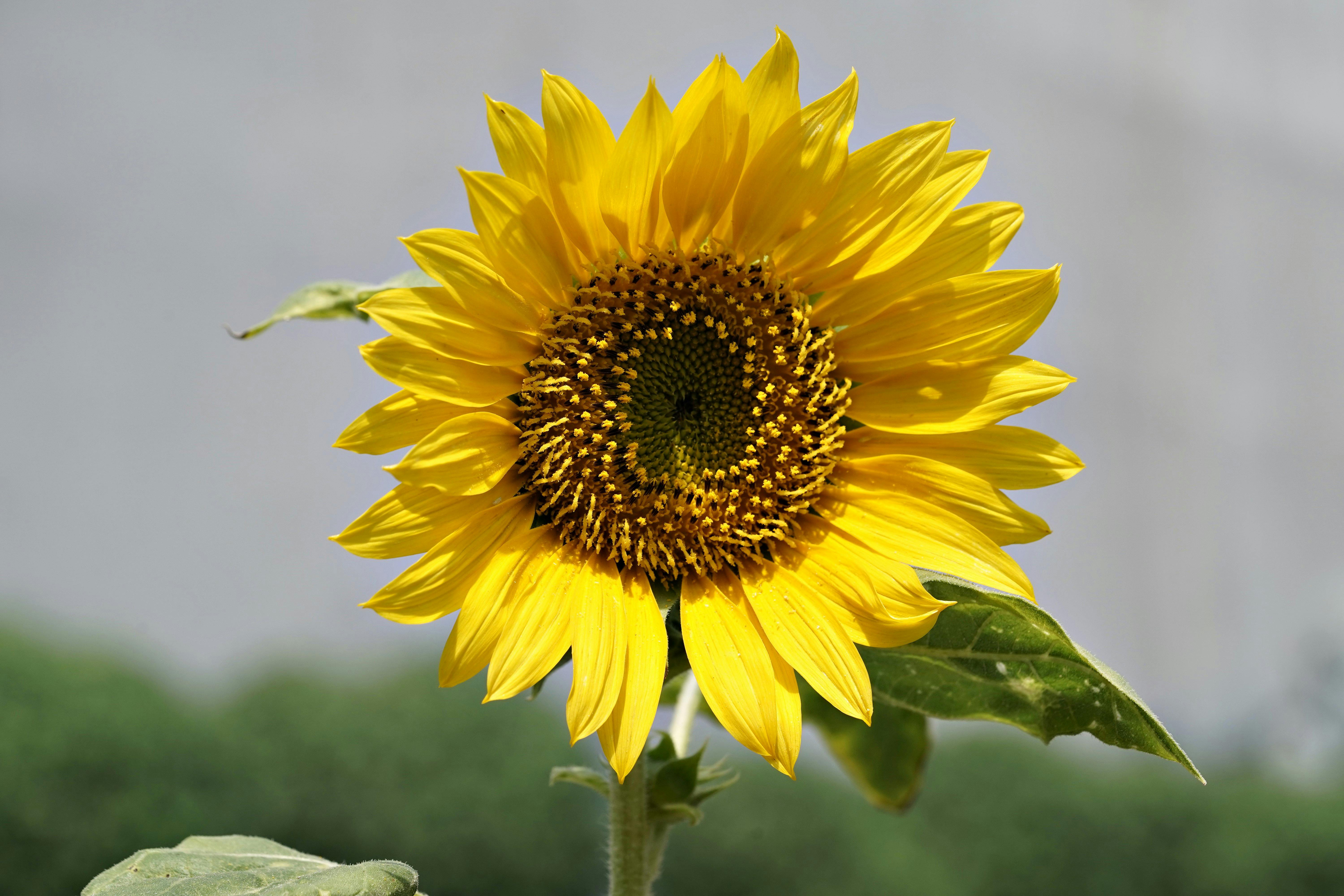 Cultivo de Kiwi en Espaldera: Variedades, Estructuras y Manejo