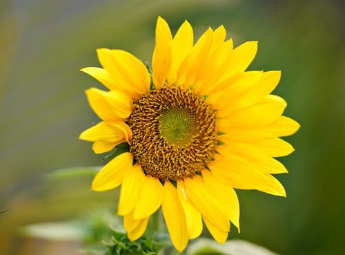 Free A stunning close-up photograph of a vibrant yellow sunflower with intricate details in the petals and center. Stock Photo
