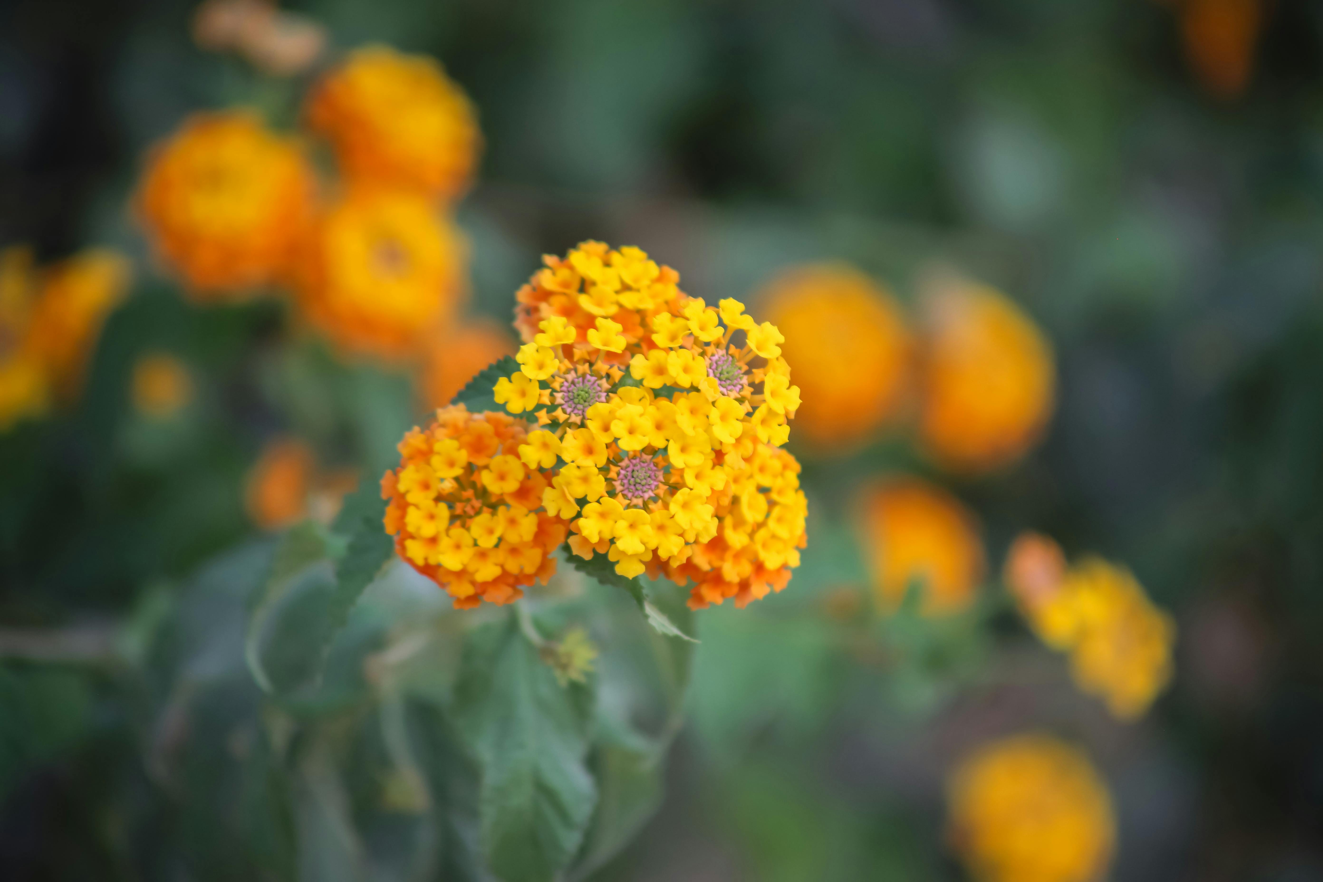 [ColoSach]-macro-shot-of-vibrant-yellow-lantana-flowers-in-bloom,-vivid-and-colorful.