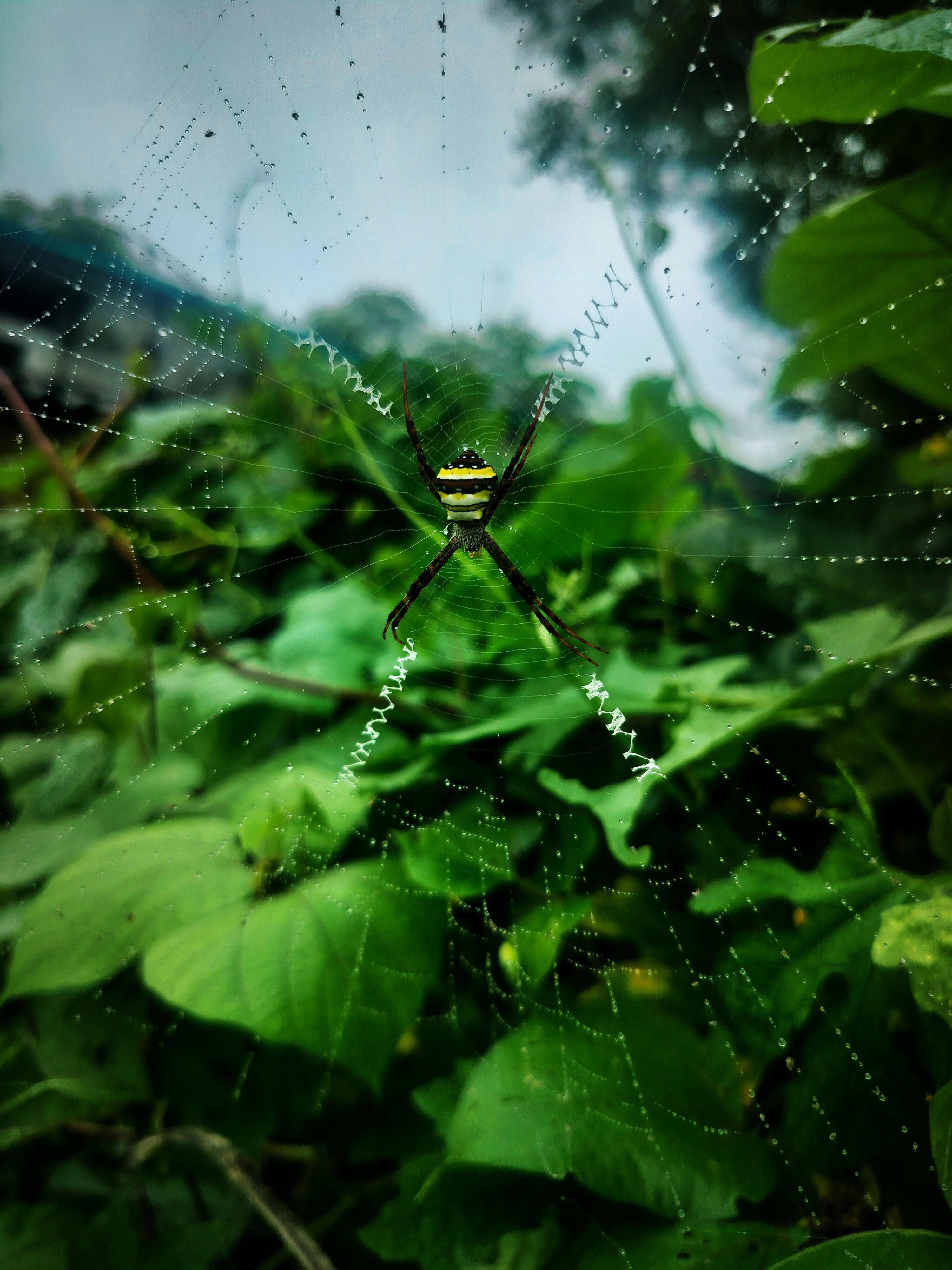 Free Detailed image of an orb-weaving spider on its intricate web in lush greenery. Stock Photo