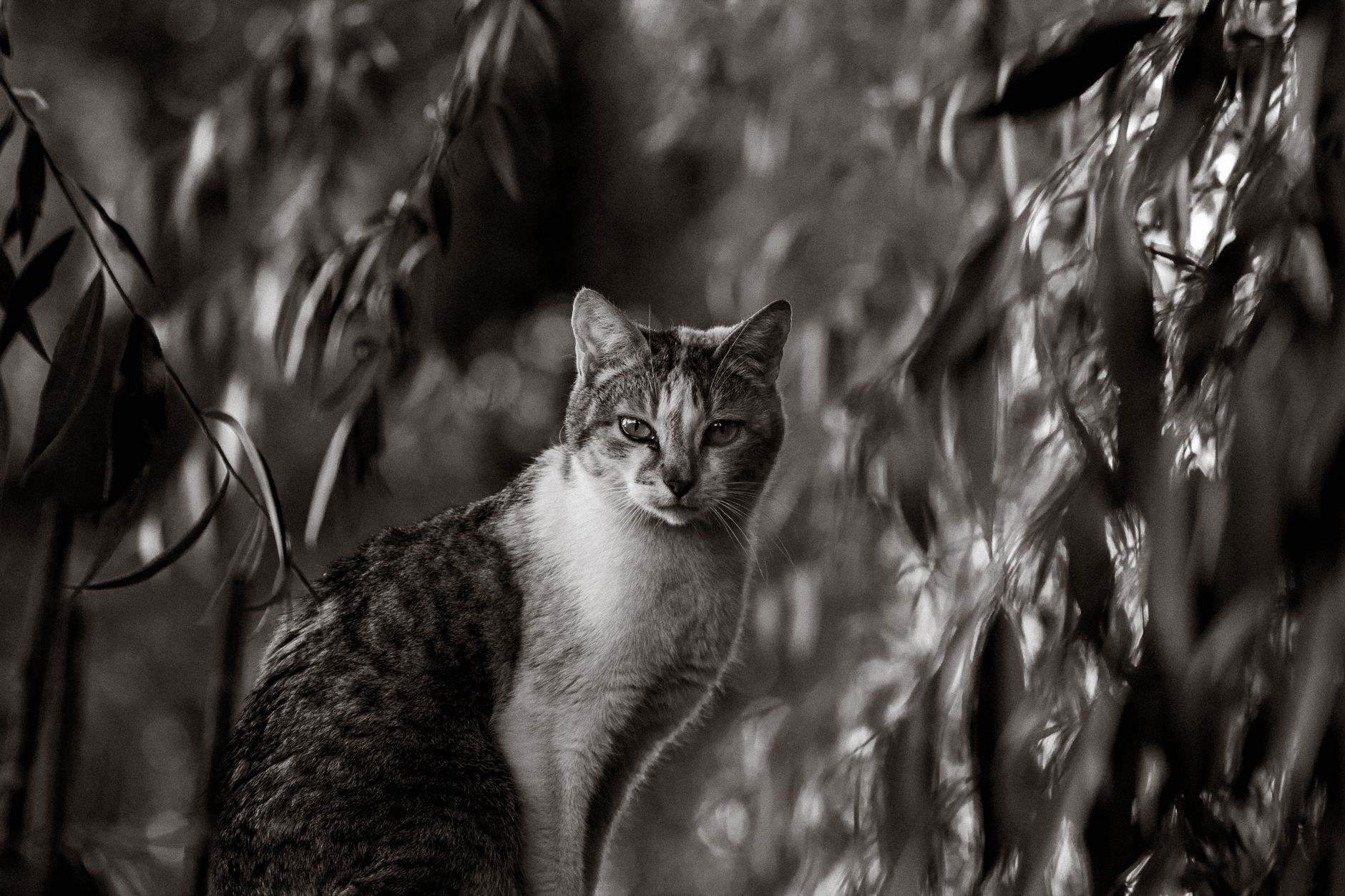 Veterinary care for a cat