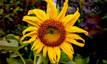 Bright yellow sunflower captured in vivid detail showcasing natural beauty and elegance.