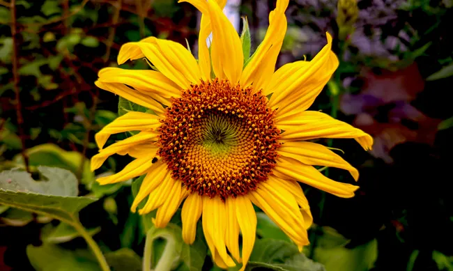 The Secret Evolutionary History of Flowers: Why They Rule the World