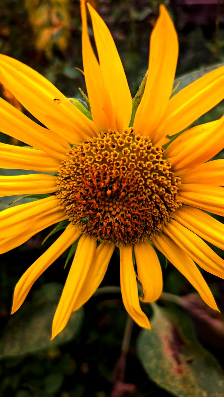 Sunflower Giant Seeds