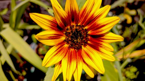 Free Close-up of a vibrant sunflower showcasing its detailed petals and rich colors. Perfect for nature enthusiasts. Stock Photo