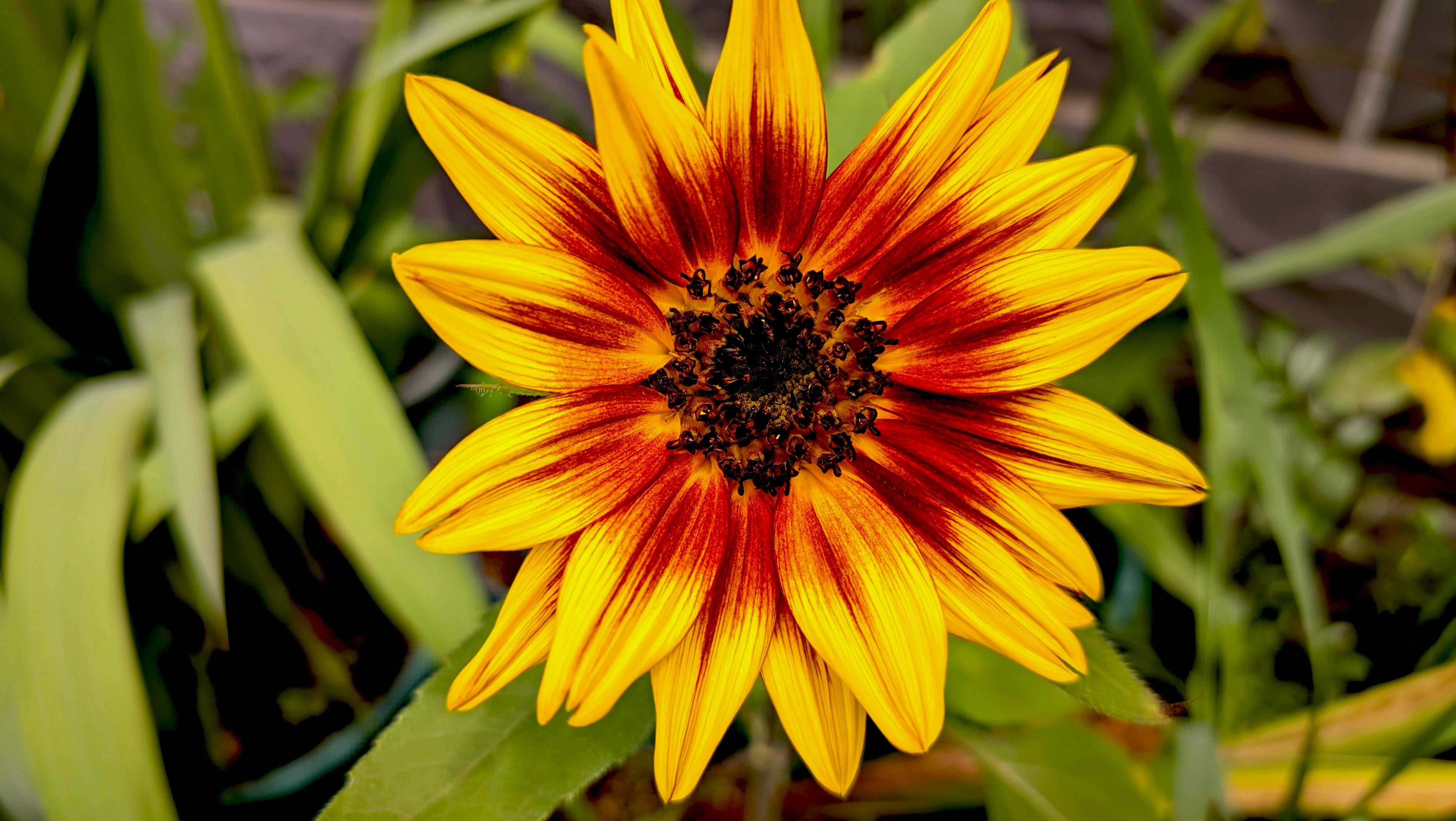 Horticultura Tropical Sostenible: Suelo y Agua en Osa