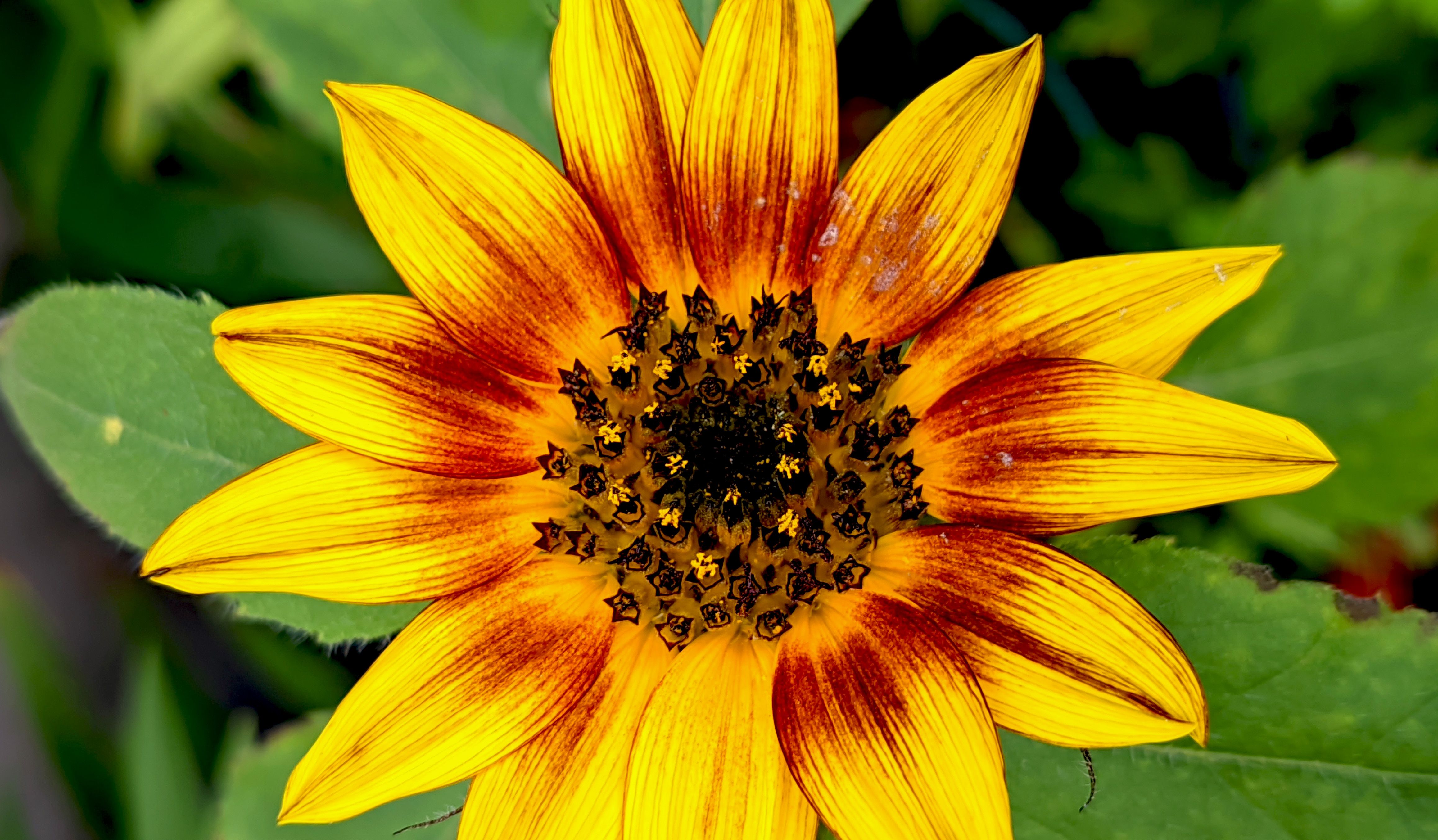 Sunflower Root Botanical Photo