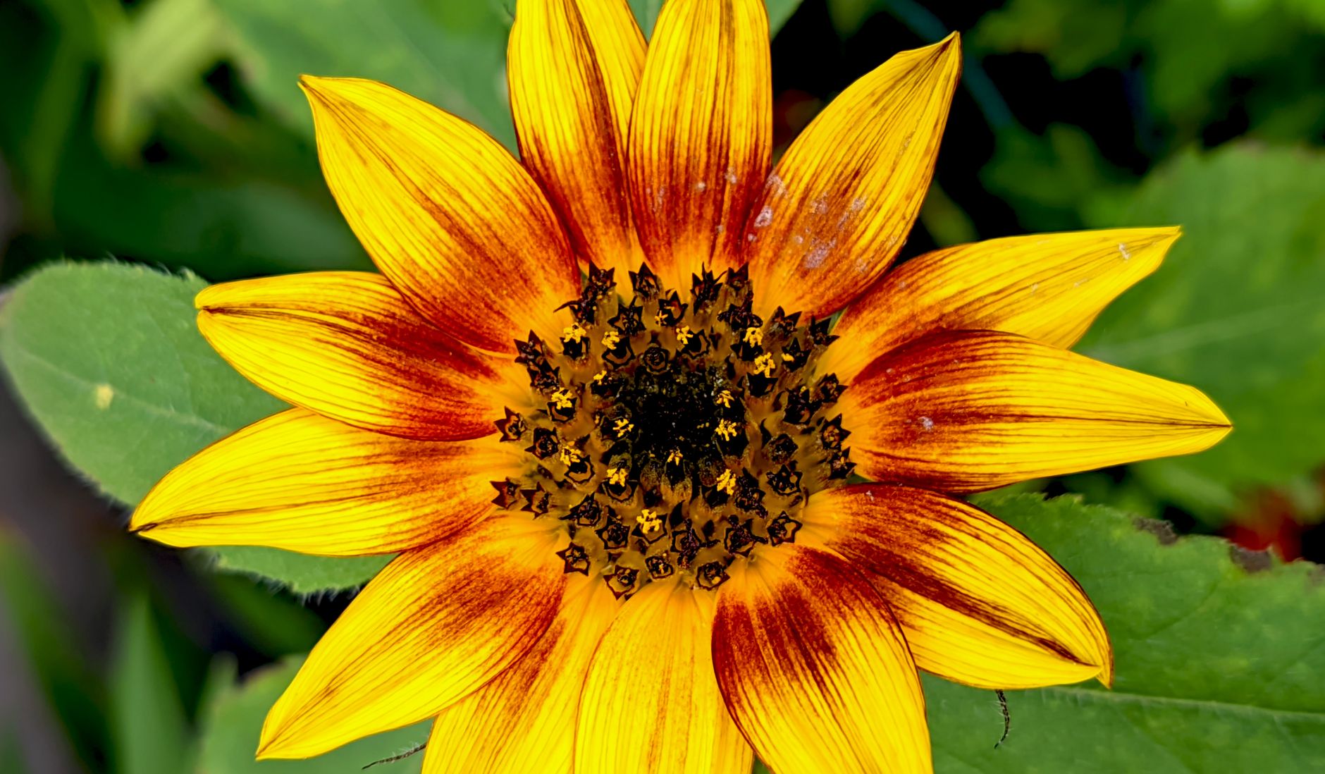Sunflower Root Botanical Photo