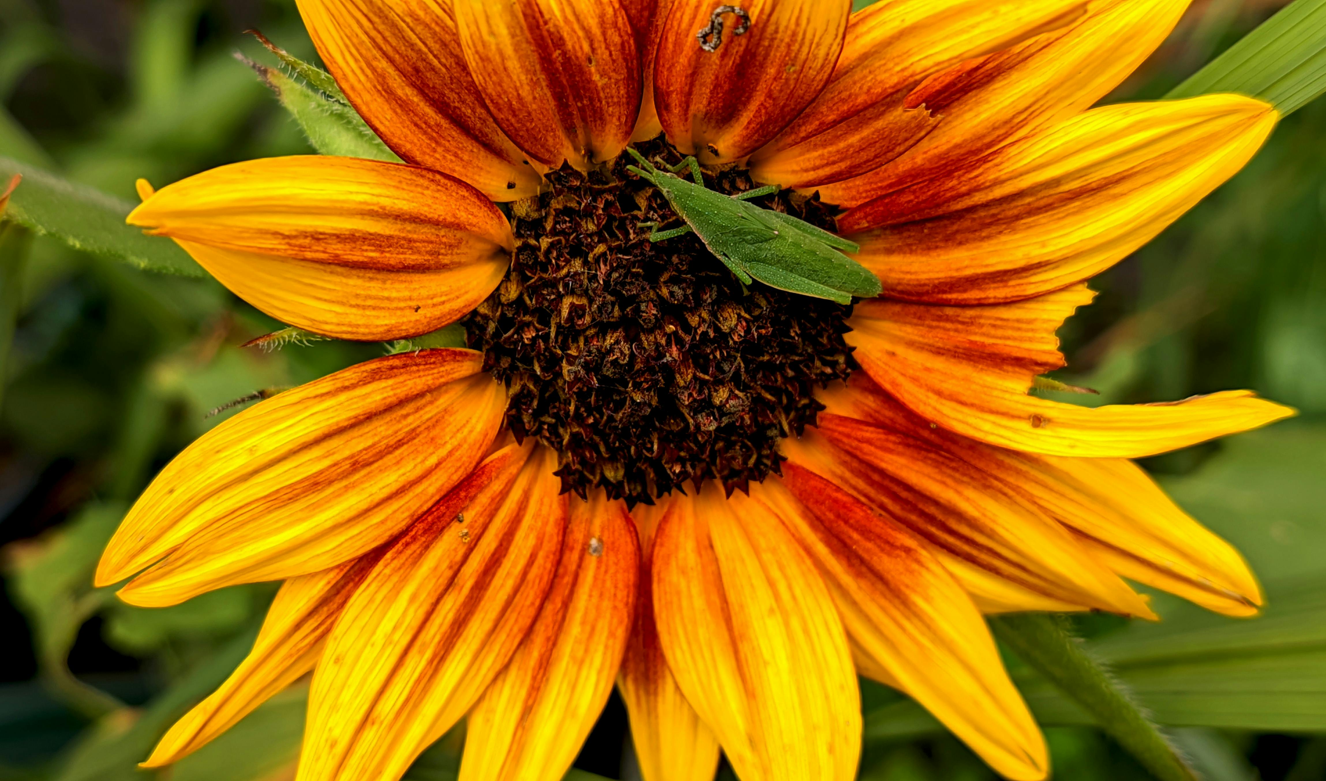 洪耀南觀點：中共《十五五》規劃轉向高度政治化解讀