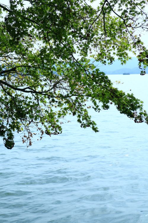 Free Peaceful scene of fresh green leaves over a calm blue lake on a sunny day. Stock Photo