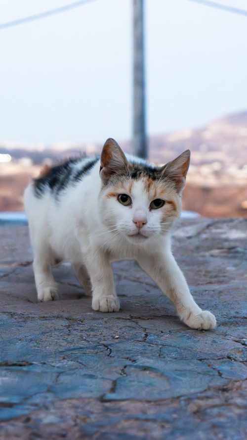 Free A curious calico cat on a stone path with a distant blurred landscape. Stock Photo