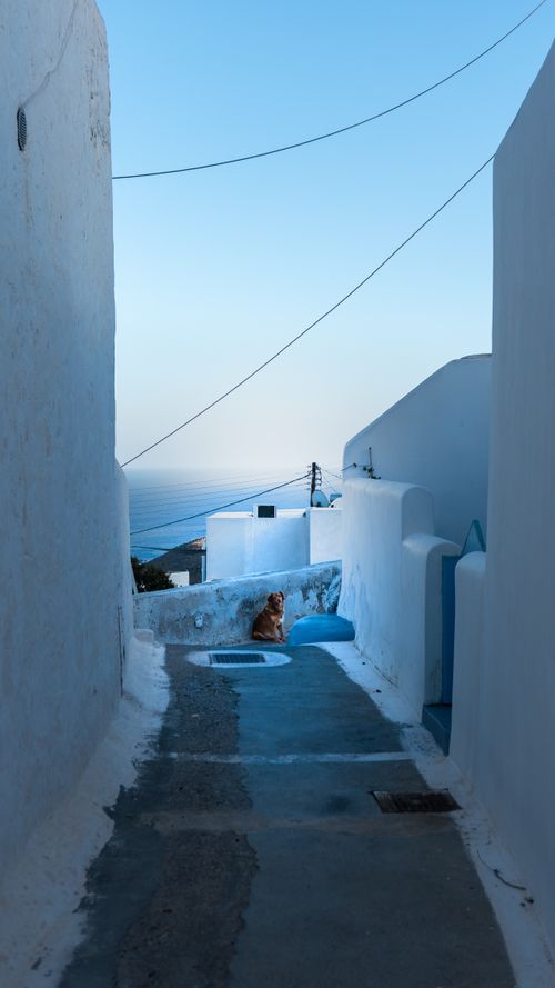Free A tranquil Greek alley with white walls, blue accents, and a cat gazing at the sea. Stock Photo