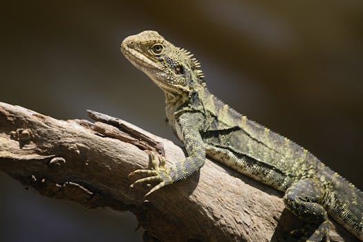 两只变色龙分别展示伪装色和警戒色