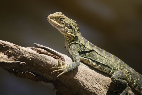 Free Close-up of an Eastern Water Dragon (Intellagama lesueurii) basking on a log in natural habitat. Stock Photo