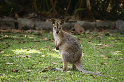 Free A wild wallaby sits calmly in a sunlit forest glade, surrounded by nature. Stock Photo