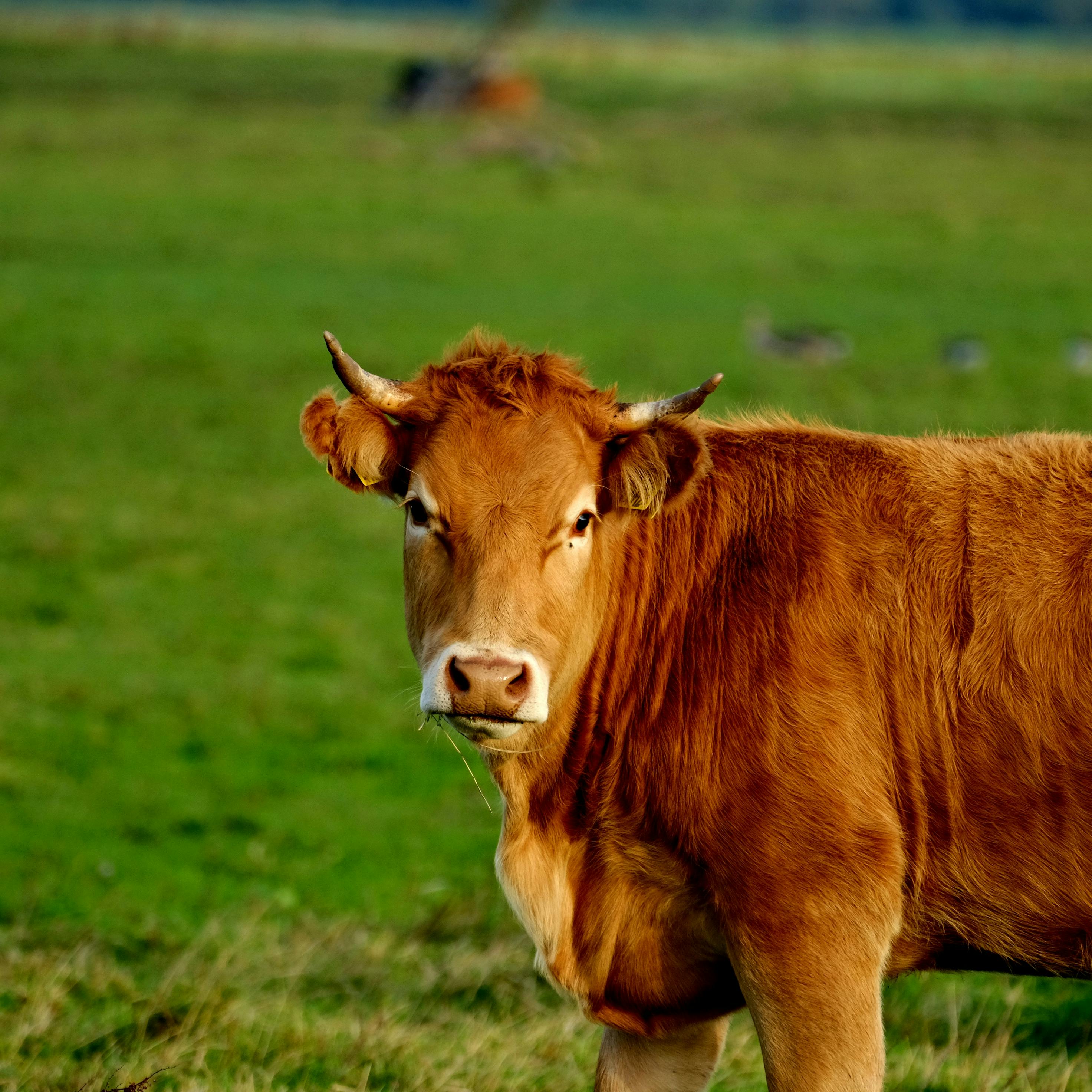 Gratuit Gros plan sur une vache brune dans une prairie verte, illustrant la vie rurale à la ferme. Photos