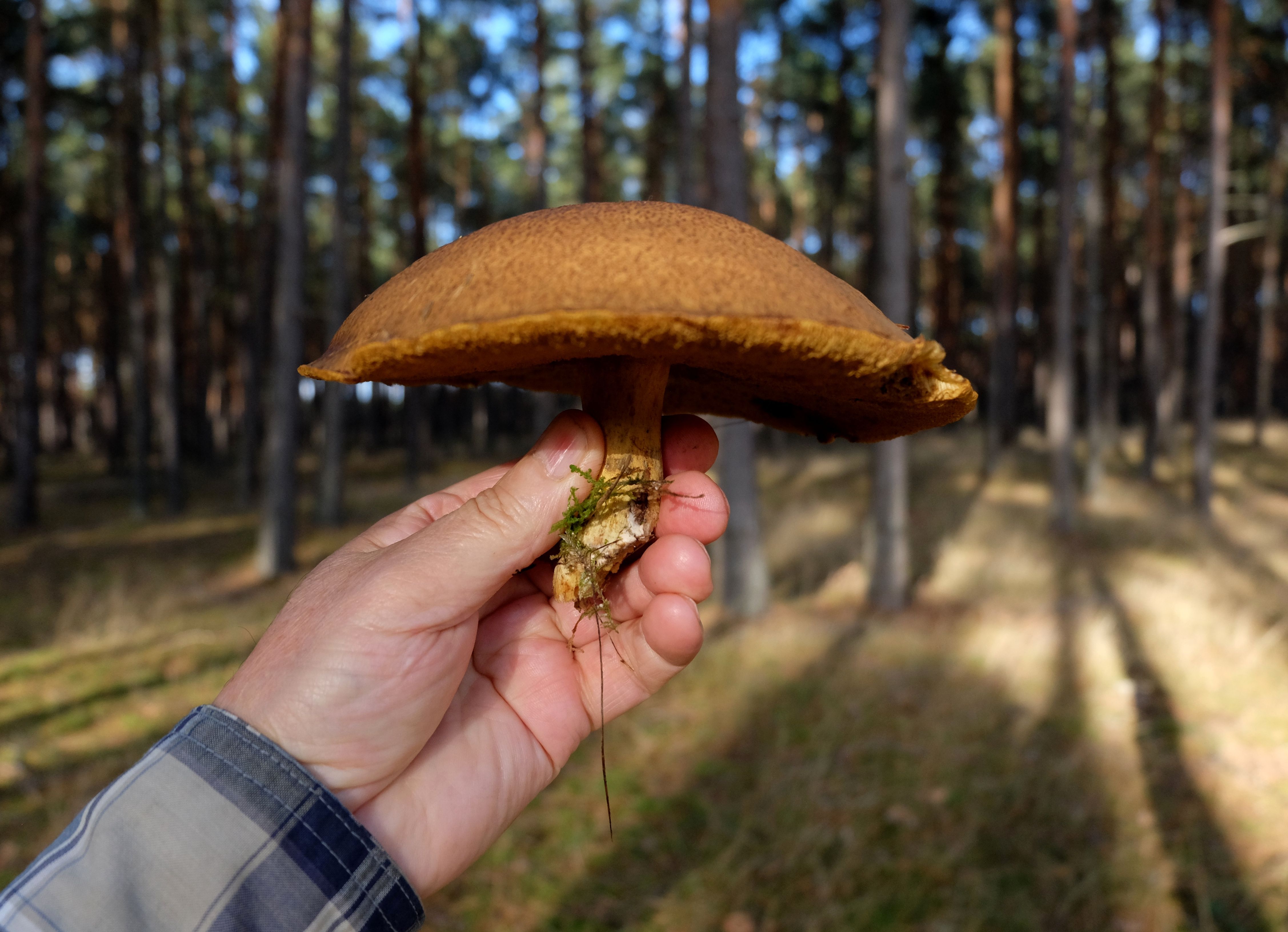 Foraging Tour Seru Jelajahi Hutan dan Pantai Indonesia