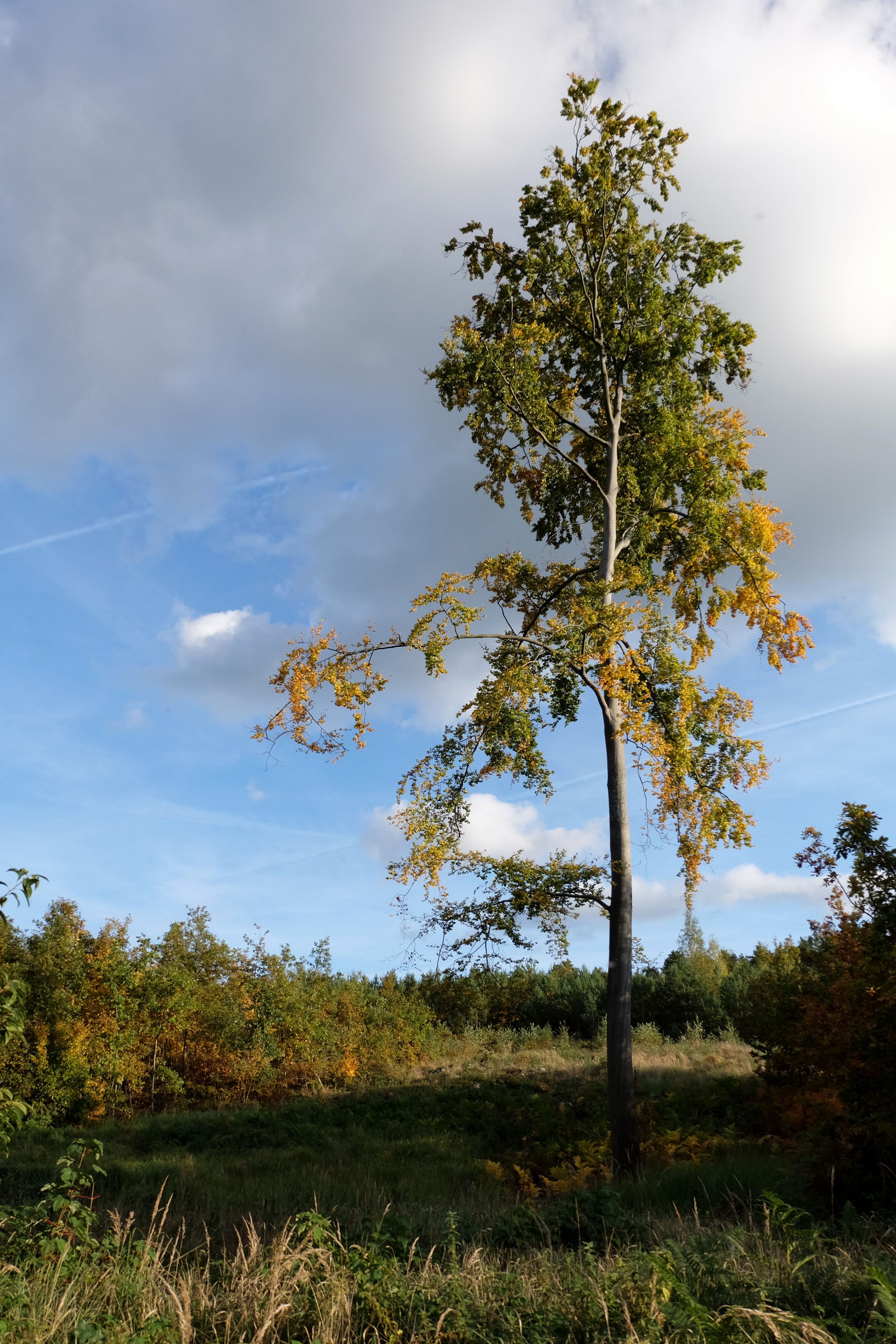 Tall Tree in Open Field Under Blue Sky · Free Stock Photo