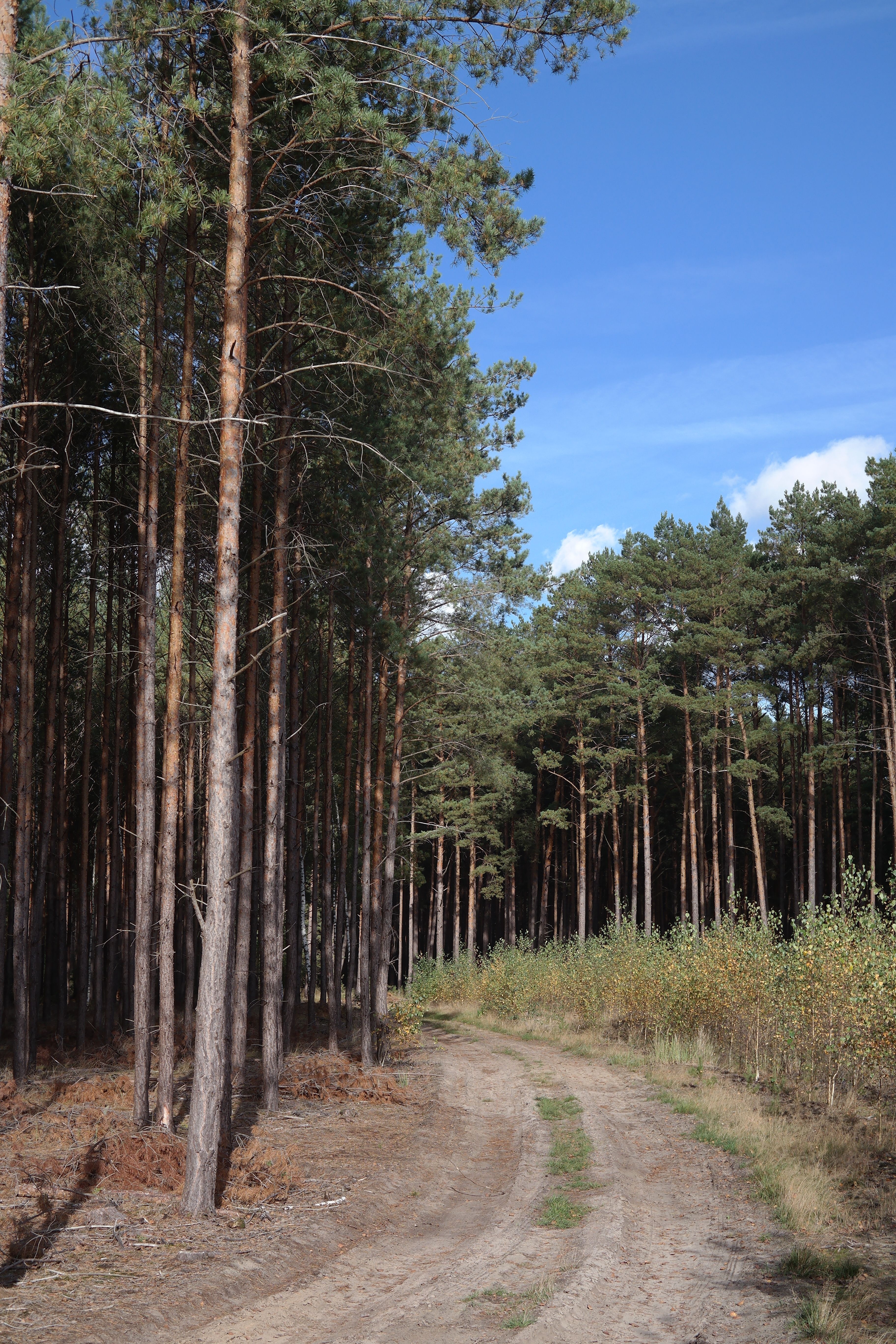 Serene Pine Forest Path Under Clear Blue Sky · Free Stock Photo
