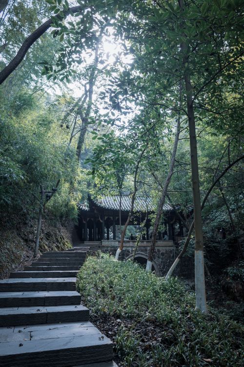 Free Tranquil stone pathway leading through a lush green forest with trees and foliage. Stock Photo