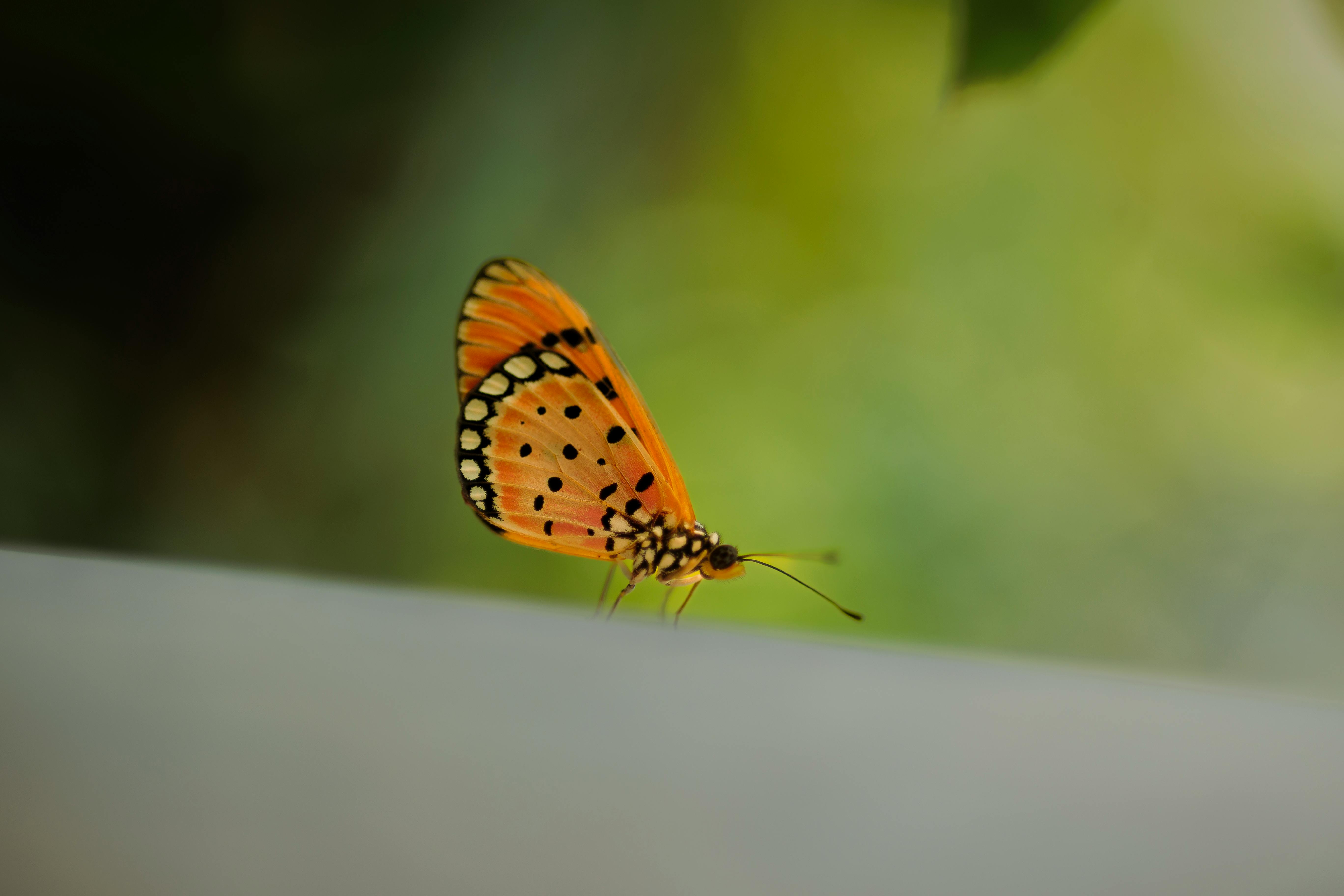 Ego Nwodim獨家分享《SNL》結束後的生活轉變與新計畫