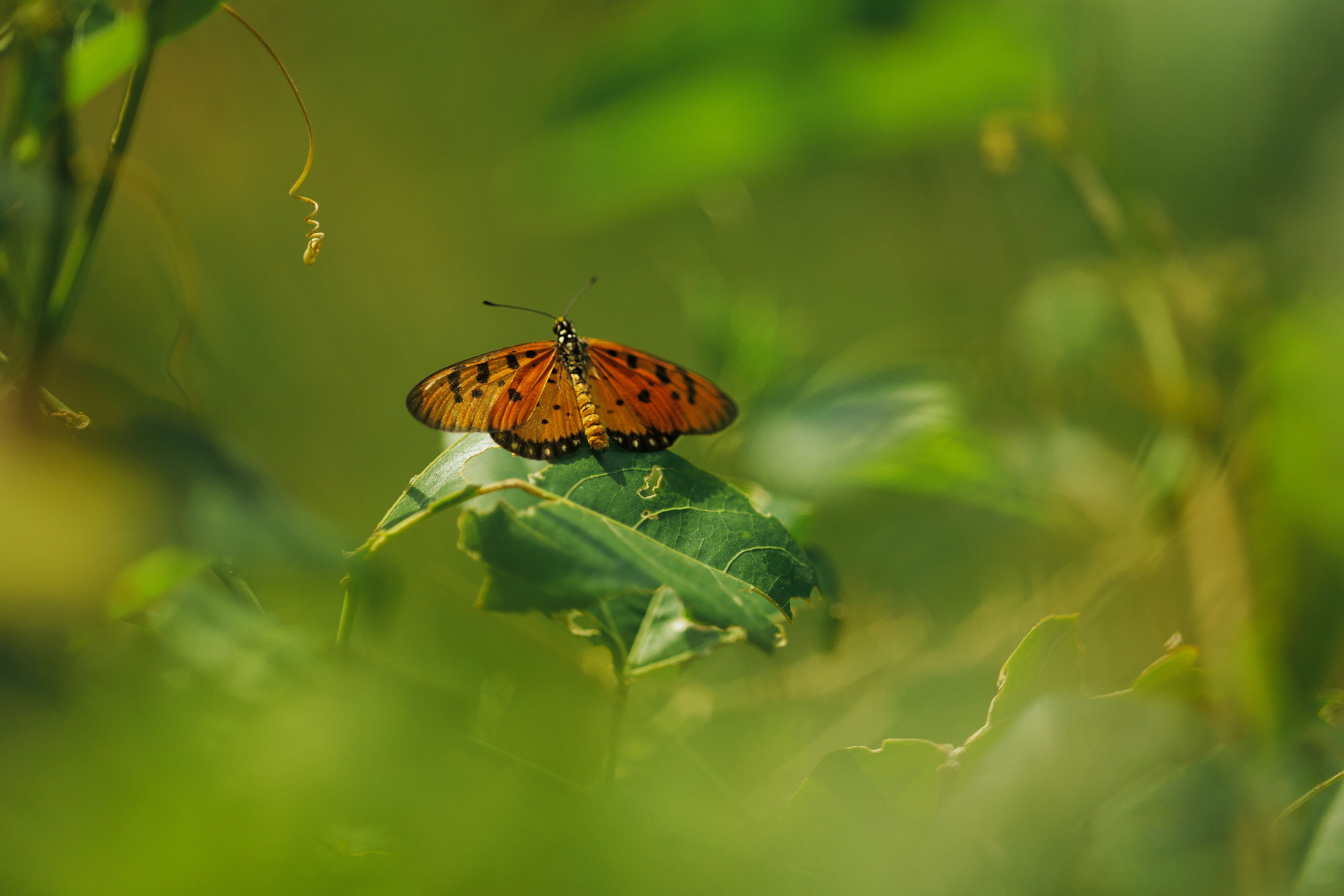 Macro Shot of Butterfly on Green Leaf in Spring · Free Stock Photo
