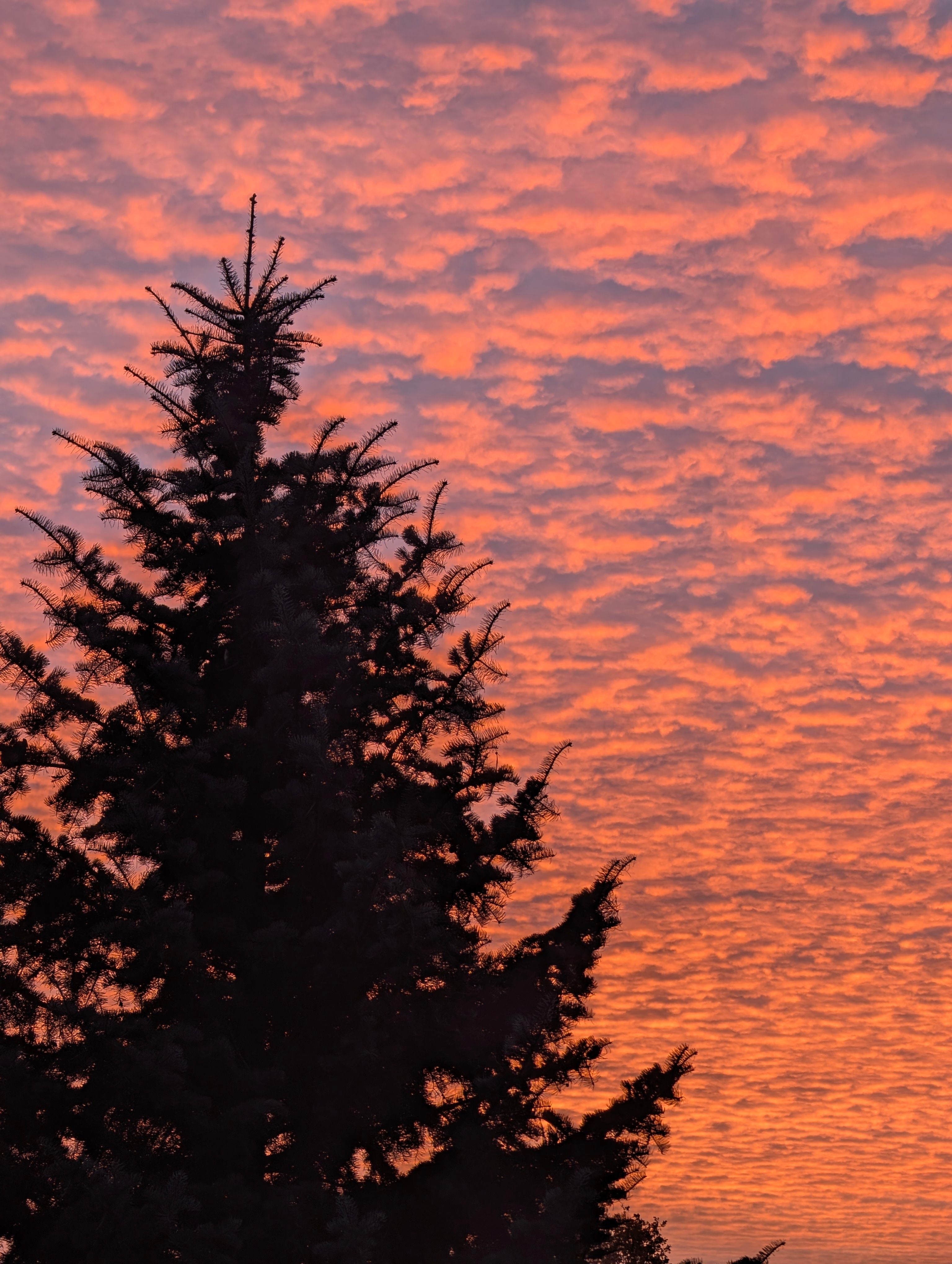 Vibrant Sunset Silhouette of Pine Tree · Free Stock Photo