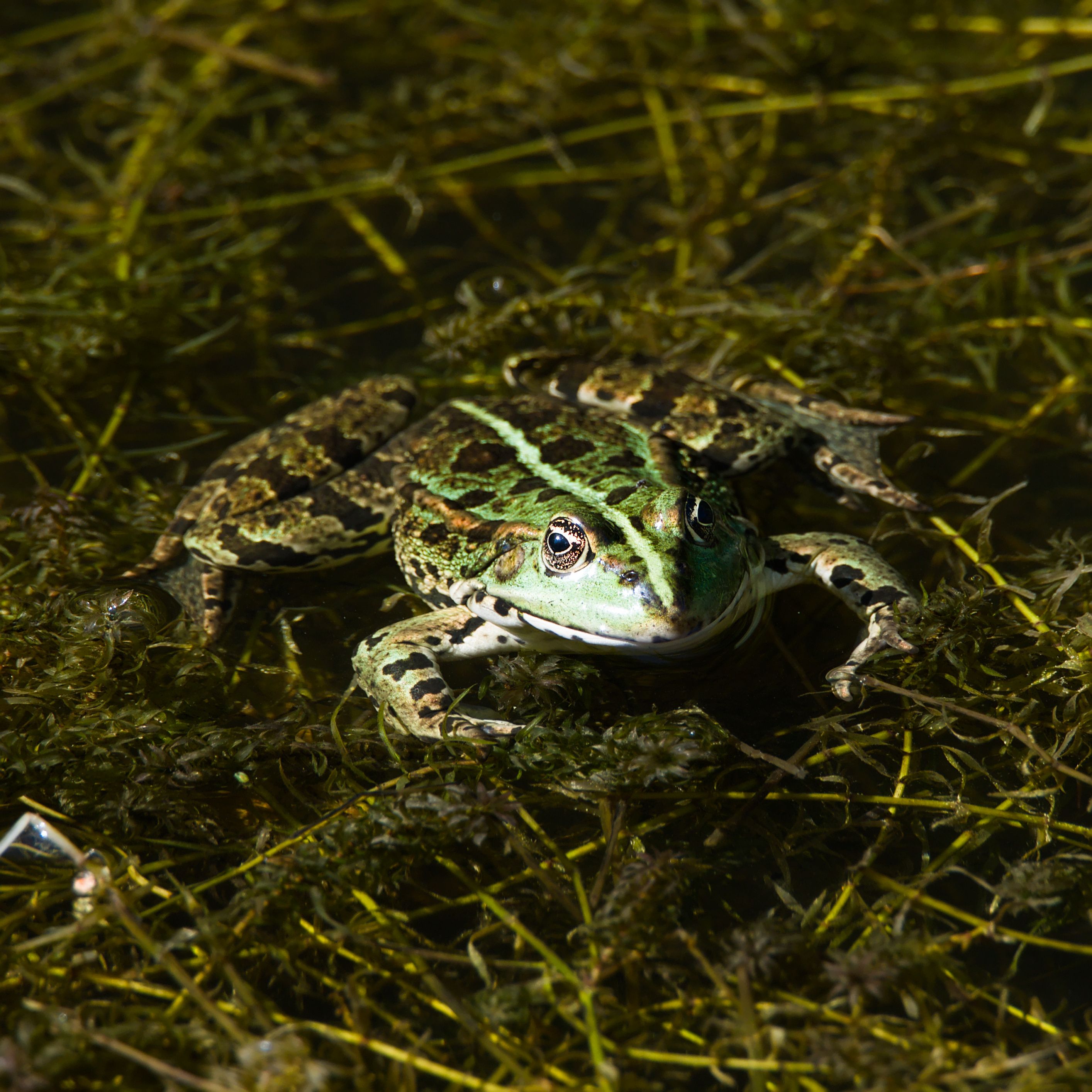 Where Do Frogs Live?