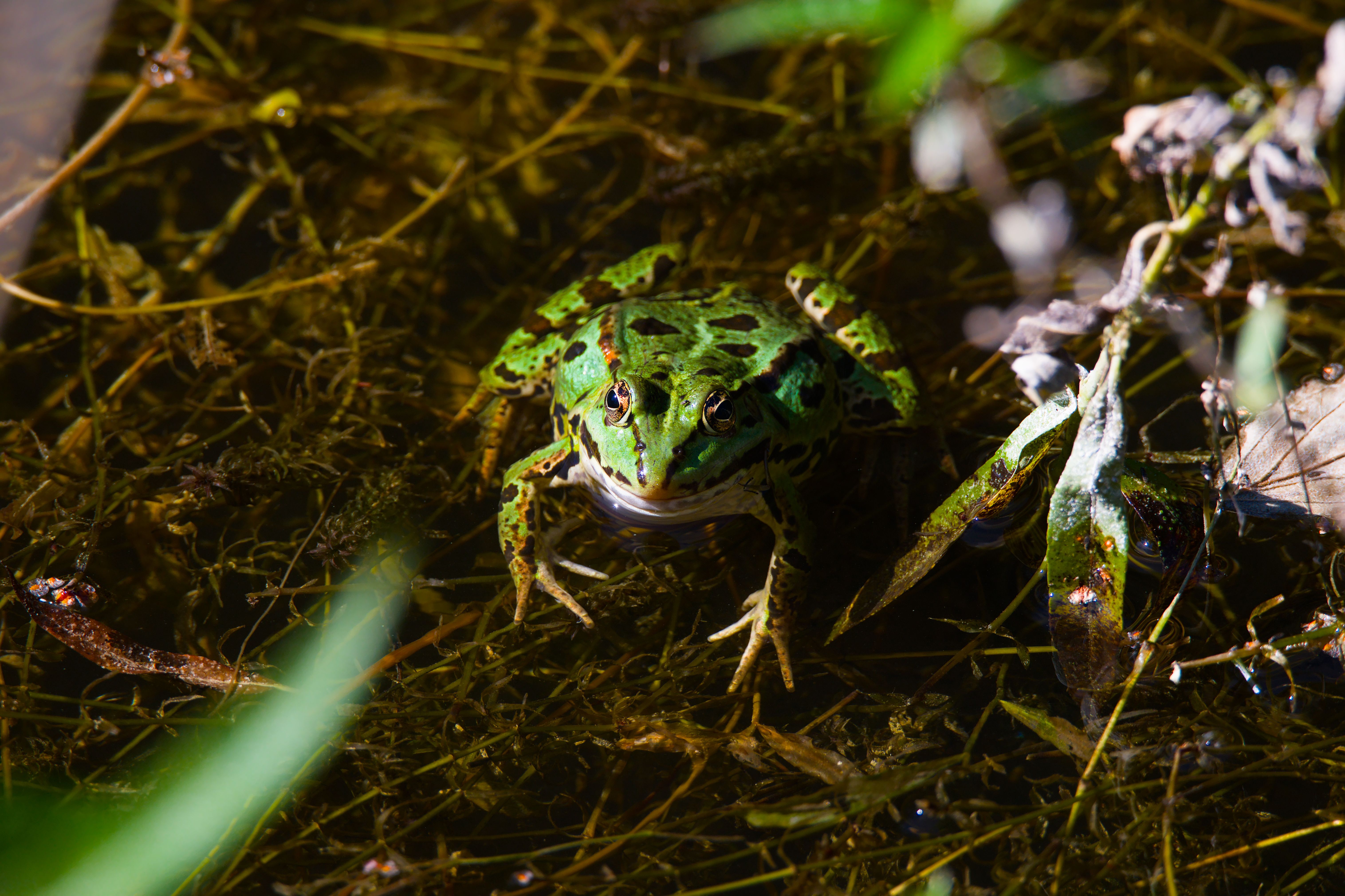 Vibrant Green Frog in Natural Habitat · Free Stock Photo