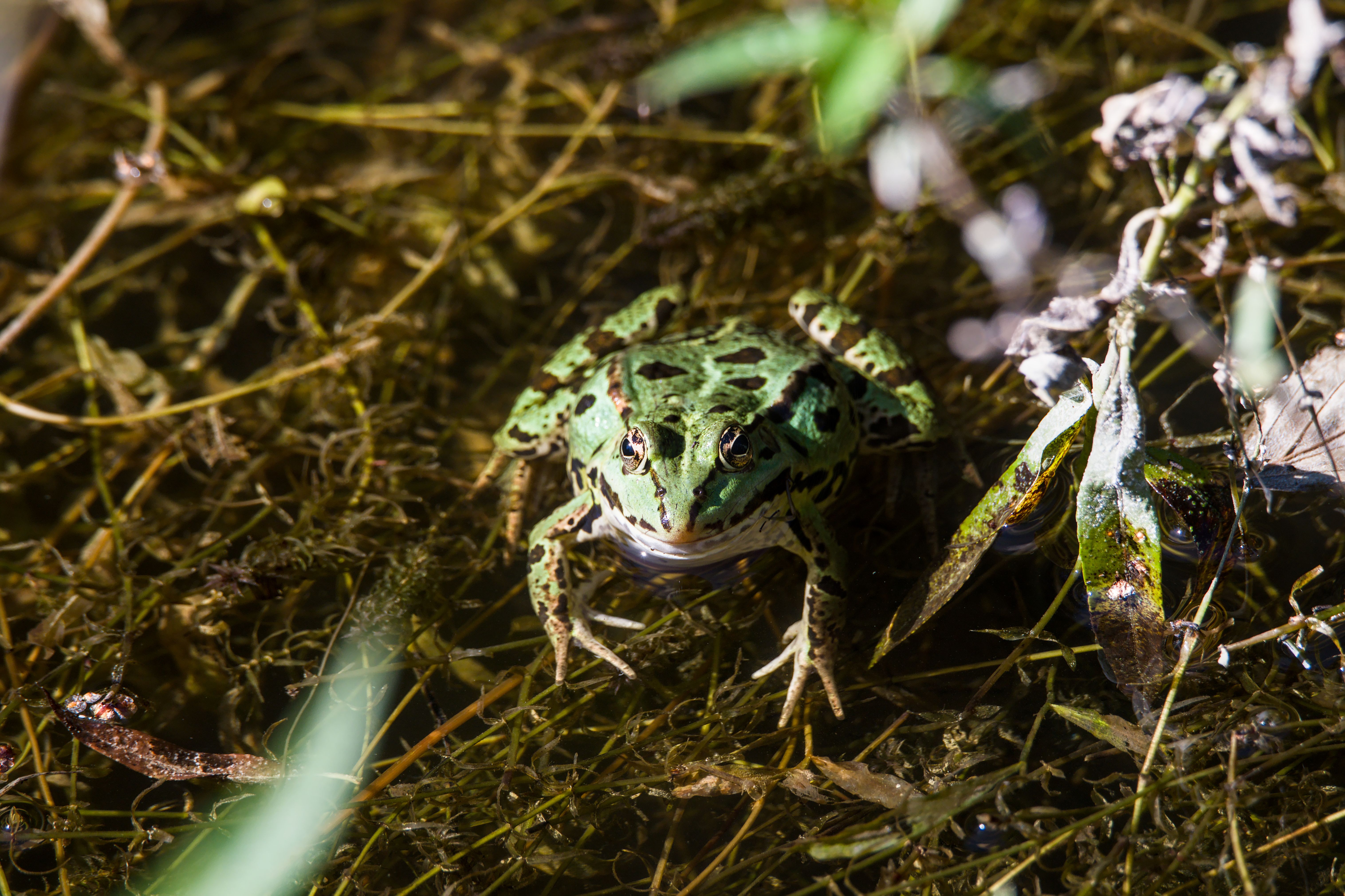 Close-Up of European Common Frog in Natural Habitat · Free Stock Photo