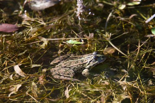 Free A detailed image of a European frog camouflaged among aquatic plants in a natural wetland setting. Stock Photo