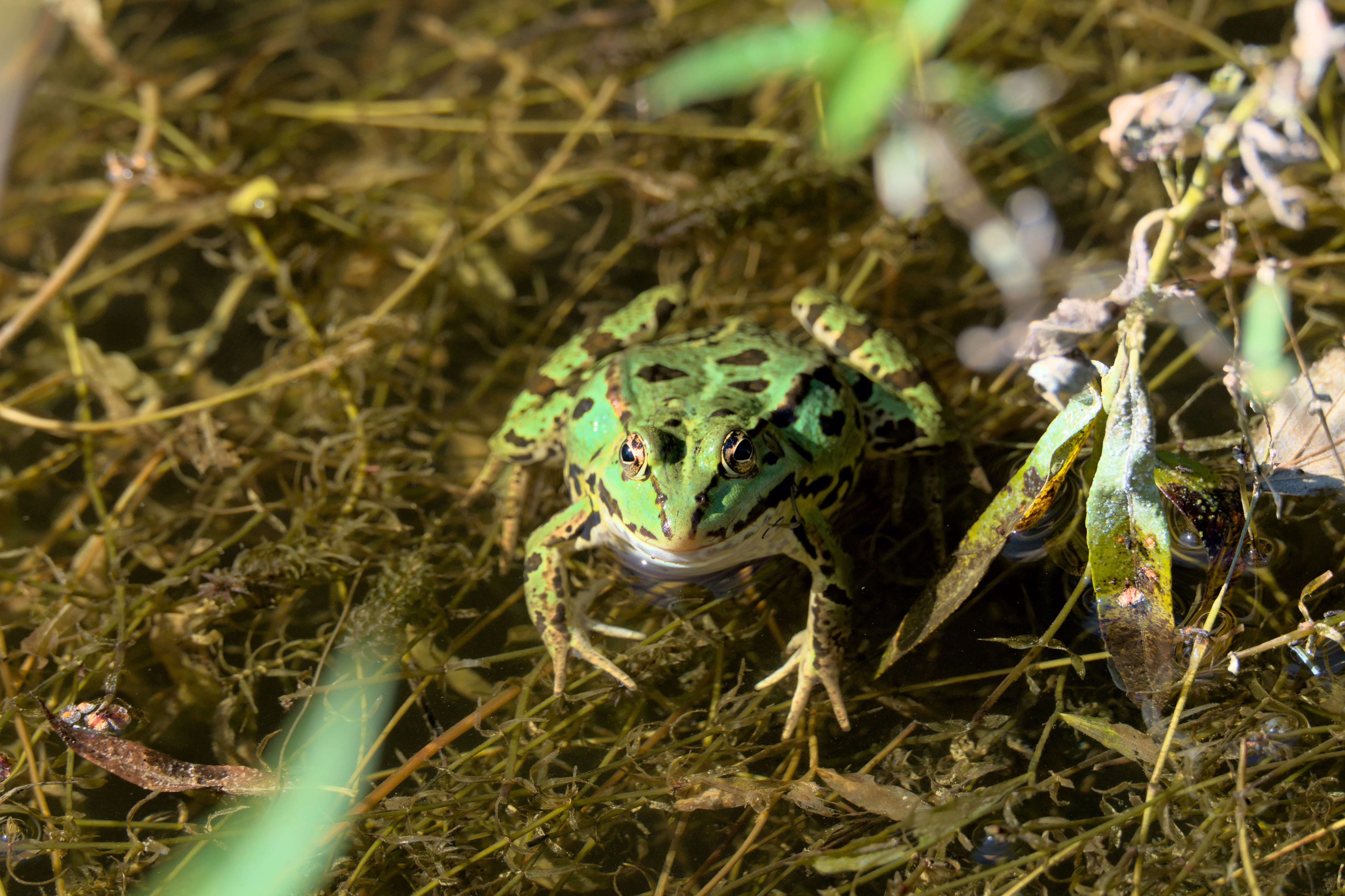 Detailed view of a green frog amongst aquatic plants in a serene Swiss pond.
