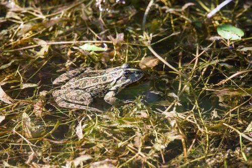 Free A camouflaged frog resting among aquatic plants in a sunlit wetland. Stock Photo