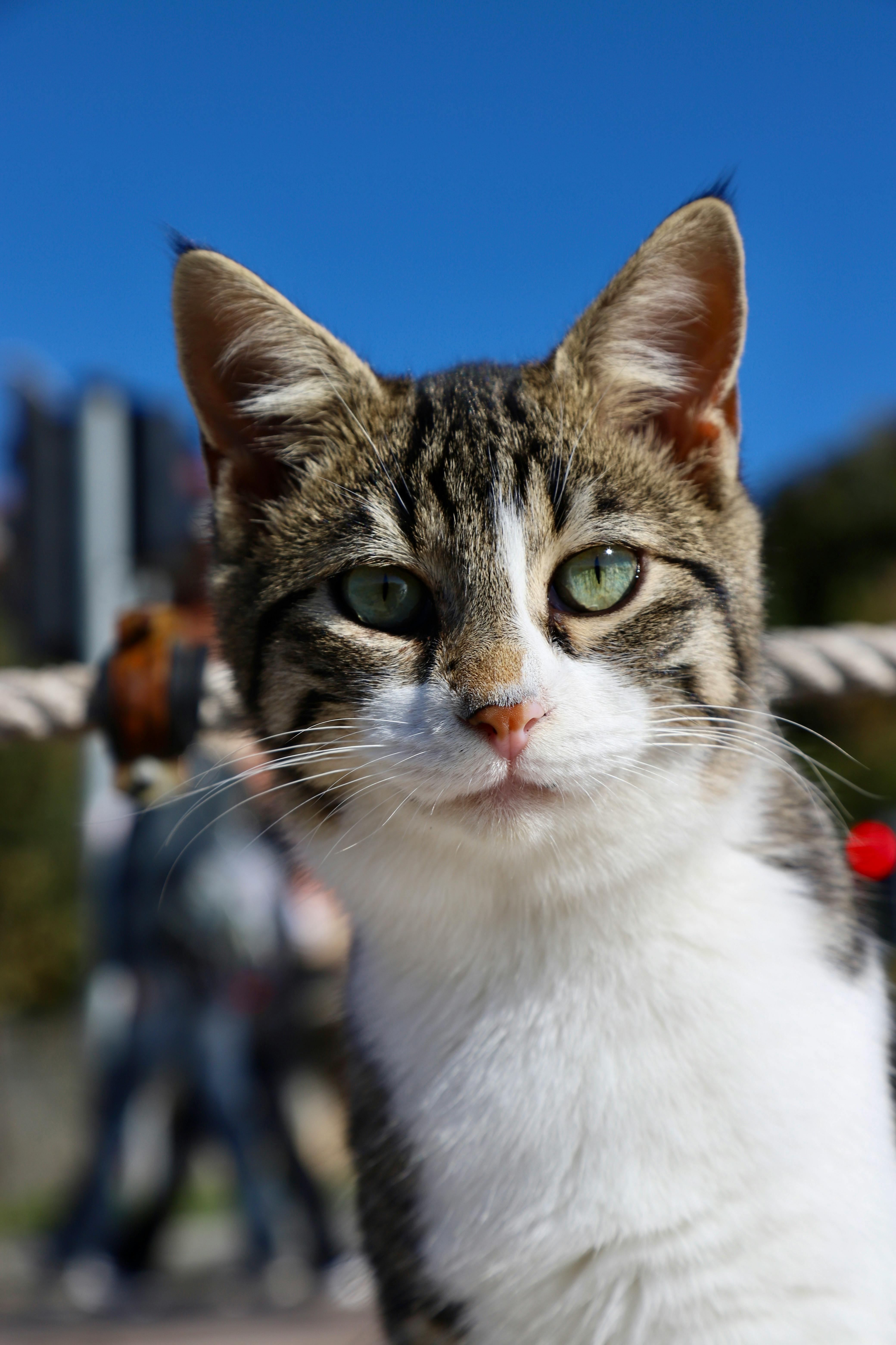 Free Adorable tabby cat portrait outdoors under a clear blue sky. Stock Photo