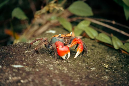 Close-up of a bright red land crab on a textured surface surrounded by foliage.