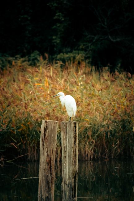 A serene white egret perched on wooden posts in a peaceful wetland, surrounded by lush reeds.