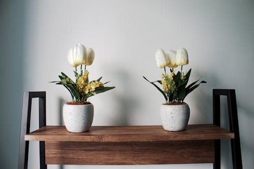 Белые тюльпаны с горшками