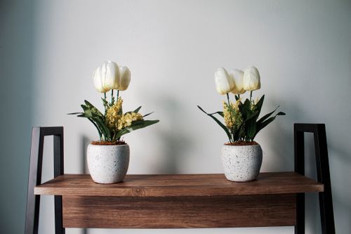 Free A minimalist interior setup featuring two potted tulips on a wooden table against a gray wall. Stock Photo